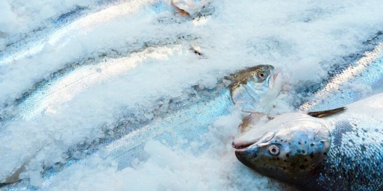 Container Reefer: Kontainer Pendingin Ikan untuk Penyimpanan 1 Ikan Tuna, container reefer