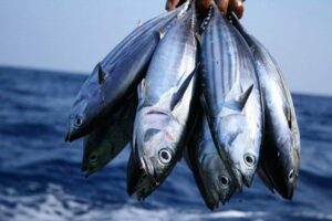 Container Reefer: Kontainer Pendingin Ikan untuk Penyimpanan 2 jenis jenis ikan Tuna, jenis ikan tuna, bluefin tuna, yellowfin tuna, skipjack tuna, big eye tuna