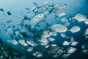 Container Reefer: Kontainer Pendingin Ikan untuk Penyimpanan 3 penyimpanan ikan Tuna