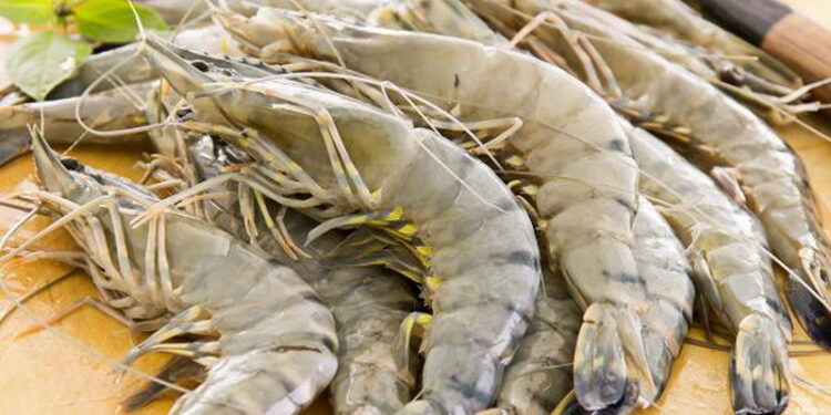 6 Cara Ekspor Udang Segar dengan Mudah untuk Pemula 1 6 Cara Ekspor Udang Segar dengan Mudah untuk Pemula