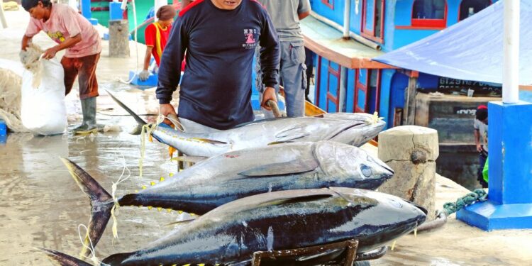 7 Cara Ekspor Ikan Ke Luar Negeri, Nelayan Wajib Tahu! 4 7 Cara Ekspor Ikan Ke Luar Negeri, Nelayan Wajib Tahu!