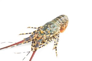 3 Cara Ekspor Lobster Air Tawar, Jadi Peluang Menguntungkan! 3 jenis lobster air tawar, ekspor lobster air tawar