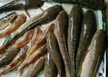 Ekspor Ikan Gabus