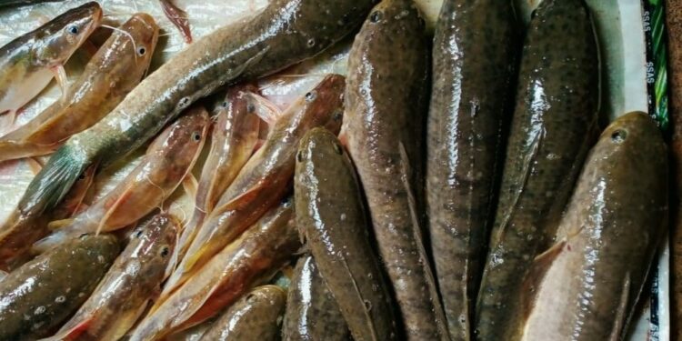 Ekspor Ikan Gabus Bikin Cuan, Simak Peluang Bisnisnya! 5 Ekspor Ikan Gabus