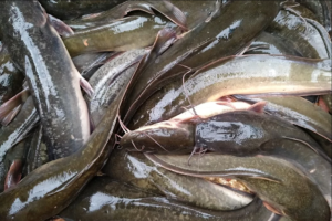 Ekspor Ikan Lele ke Luar Negeri, Pelajari Potensi Cuan Berikut! 2 ikan lele, budidaya ikan lele