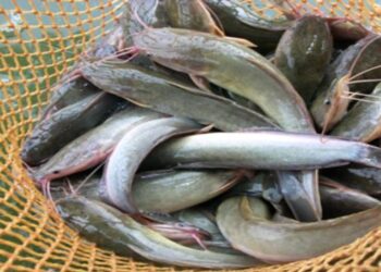 Cara Ekspor Ikan Sidat Ke Jepang
