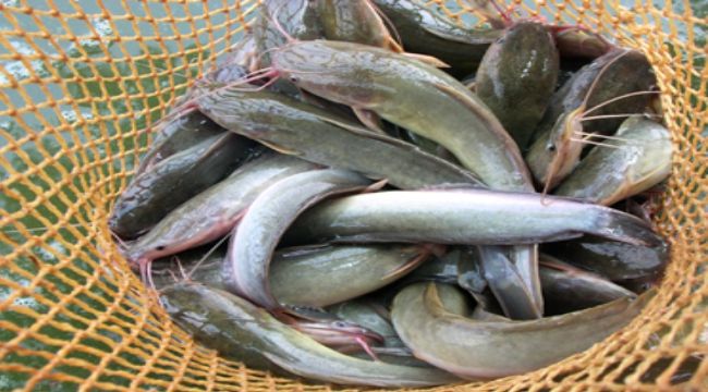 Cara Ekspor Ikan Sidat Ke Jepang