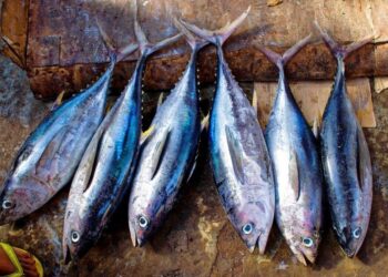 Cara Ekspor Ikan Tuna ke Jepang