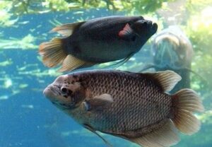 Ekspor Ikan Gurame: Potensi Cuan Di Pasar Internasional 2 jenis ikan gurame