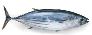 Menilik Potensi Ekspor Ikan Cakalang Dari Indonesia 2 ikan cakalang
