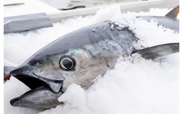 Proses Pembekuan Ikan dalam Beberapa Cara yang Efektif 8 Metode Pembekuan Ikan